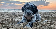 Bulle a rejoint le concours — aidez-le/la à gagner de superbes lots ! dog, beach, sand, ocean, sunset, sky, clouds, shoreline, outdoor, pet, portrait, shaggy_fur, black_and_white, lying_down, harness, looking_at_camera, natural_light, seascape, sandcastle_like_mounds, coastal