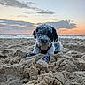 dog, beach, sand, ocean, sunset, sky, clouds, shoreline, outdoor, pet, portrait, shaggy_fur, black_and_white, lying_down, harness, looking_at_camera, natural_light, seascape, sandcastle_like_mounds, coastal