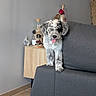 Bulle a rejoint le concours — aidez-le/la à gagner de superbes lots ! dog, puppy, fluffy, curly_fur, gray_fur, white_fur, tongue_out, collar, medallion, sitting, standing, sofa, couch, living_room, indoor, home_decor, flowers, vase, wooden_cabinet, tile_floor