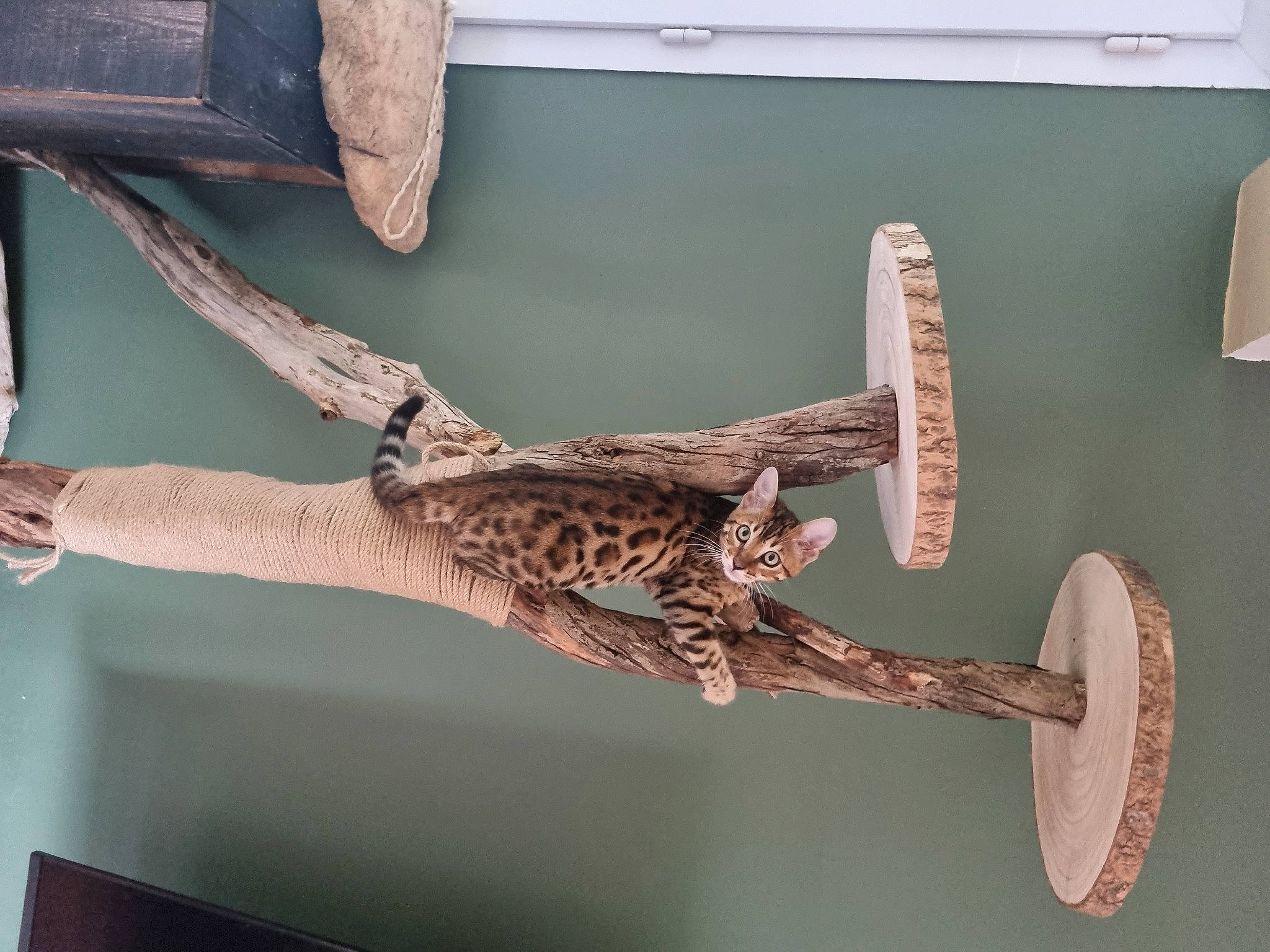 Uby a rejoint le concours — aidez-le/la à gagner de superbes lots ! art, artifact, balance, extinction, felidae, fossil, metal, museum, plant, room, sculpture, skeleton, statue, tail, tourist_attraction, tree, twig, visual_arts, wing, wood