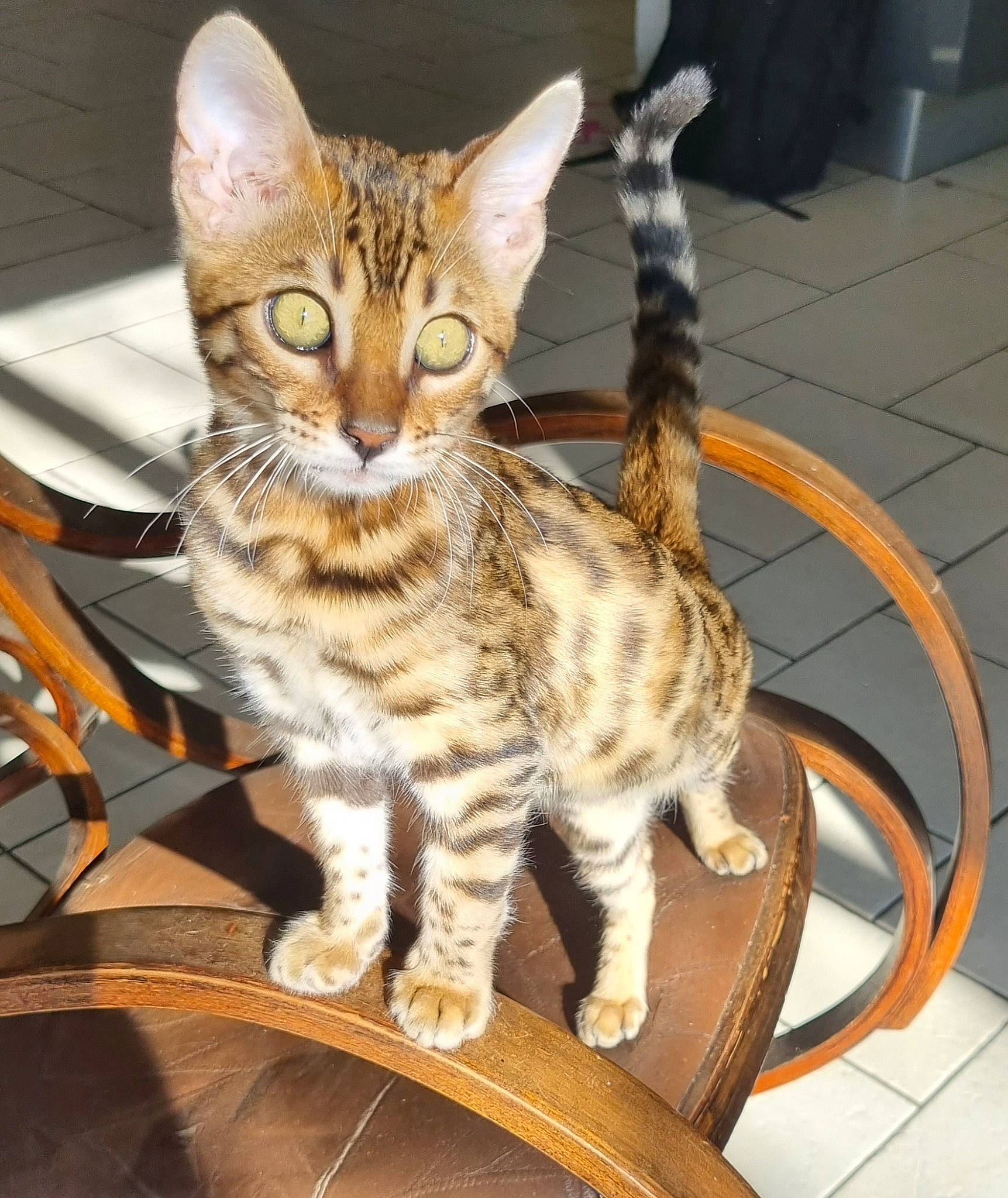 Uby participe au concours pour gagner de l'argent avec cette photo : carnivore, cat, chair, claw, domestic_short_haired_cat, felidae, flooring, flowerpot, fur, paw, sitting, small_to_medium_sized_cats, snout, tail, terrestrial_animal, whiskers, wood
