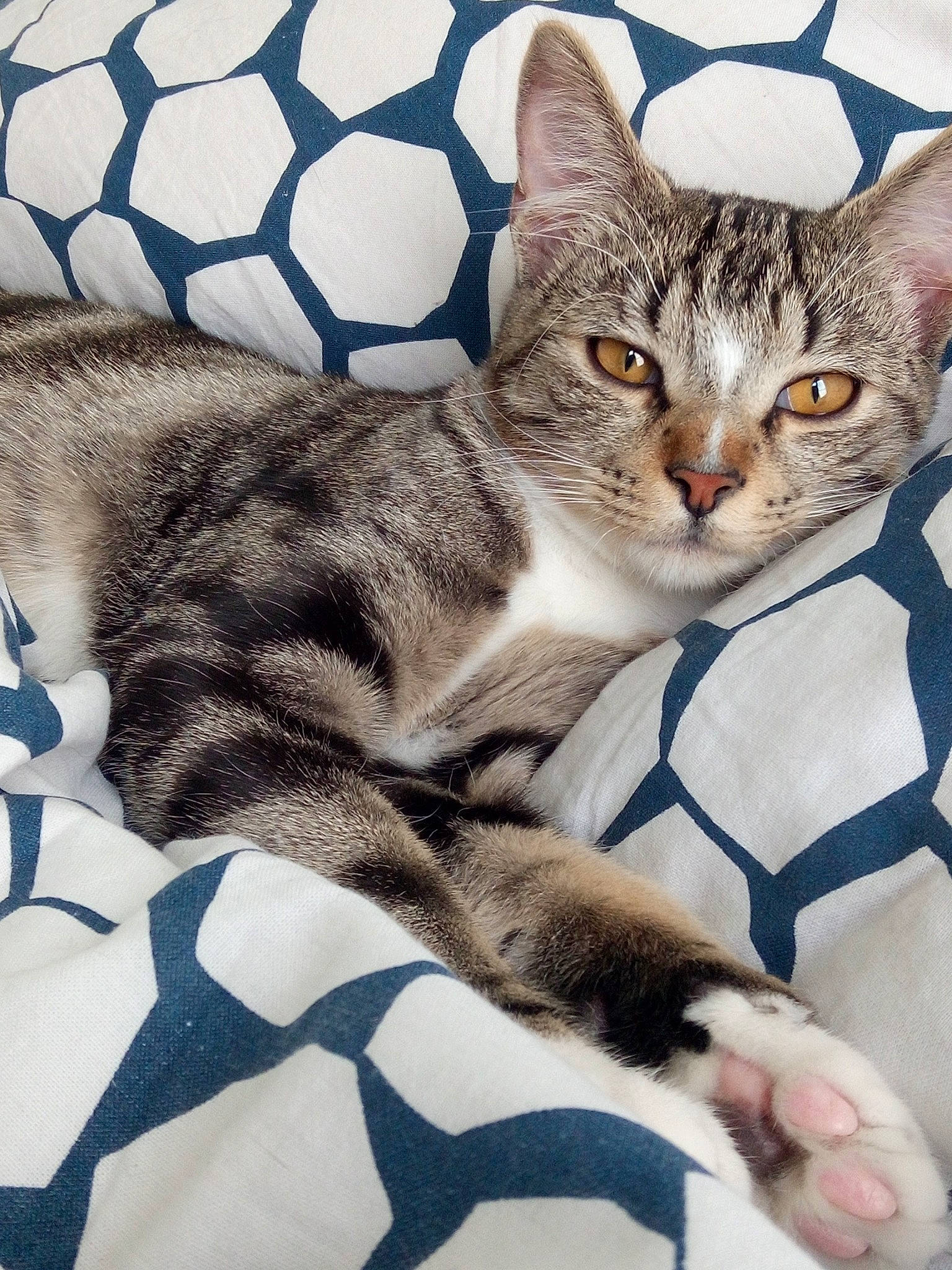 Banjo a rejoint le concours — aidez-le/la à gagner de superbes lots ! aegean_cat, american_shorthair, american_wirehair, asian, australian_mist, california_spangled, carnivore, cat, domestic_short_haired_cat, dragon_li, egyptian_mau, european_shorthair, felidae, fur, kitten, mammal, ocicat, small_to_medium_sized_cats, tabby_cat, whiskers