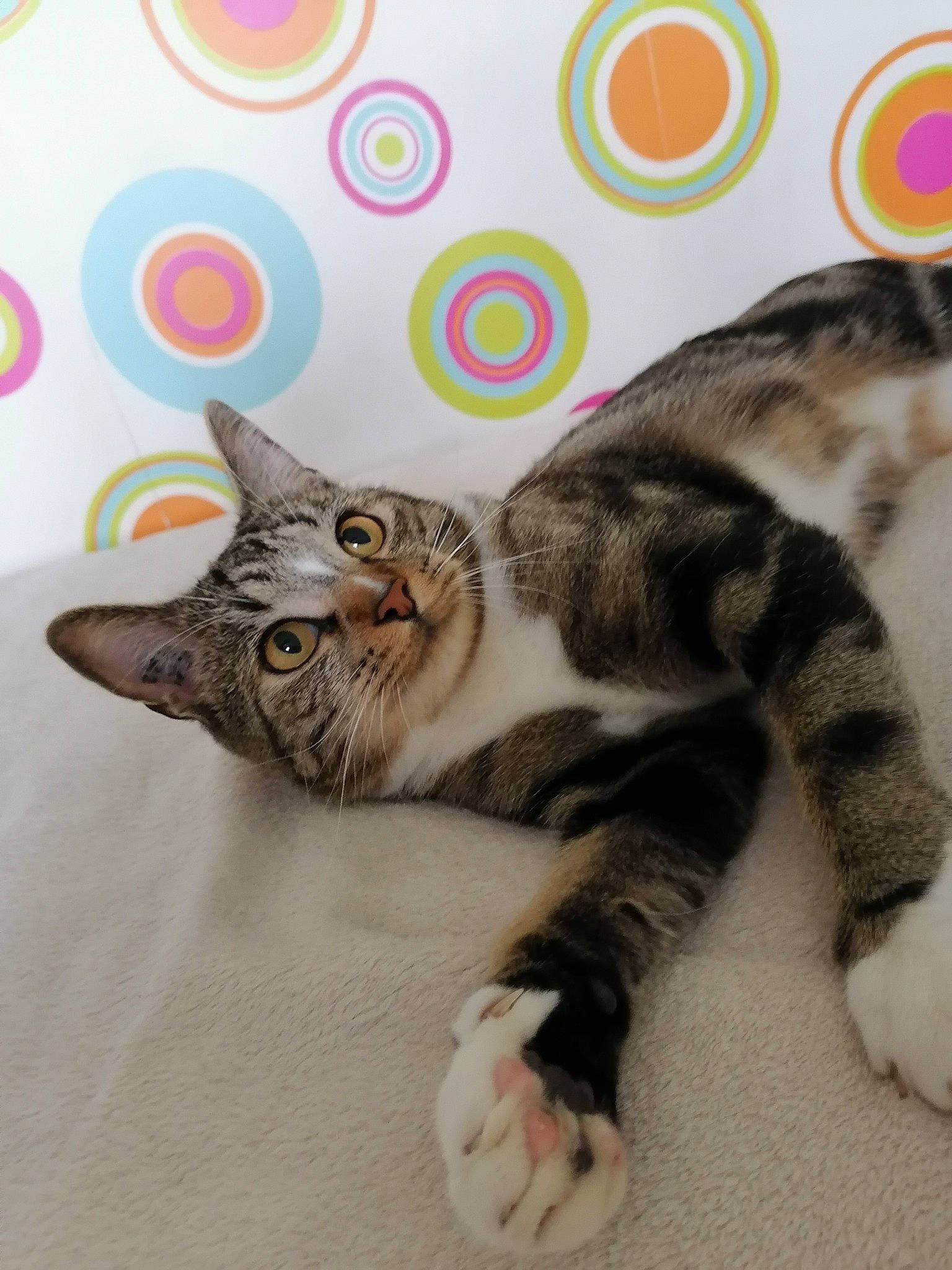 Banjo a rejoint le concours — aidez-le/la à gagner de superbes lots ! aegean_cat, american_shorthair, american_wirehair, asian, carnivore, cat, domestic_short_haired_cat, dragon_li, european_shorthair, felidae, fur, kitten, mammal, norwegian_forest_cat, paw, polydactyl_cat, small_to_medium_sized_cats, tabby_cat, tail, whiskers