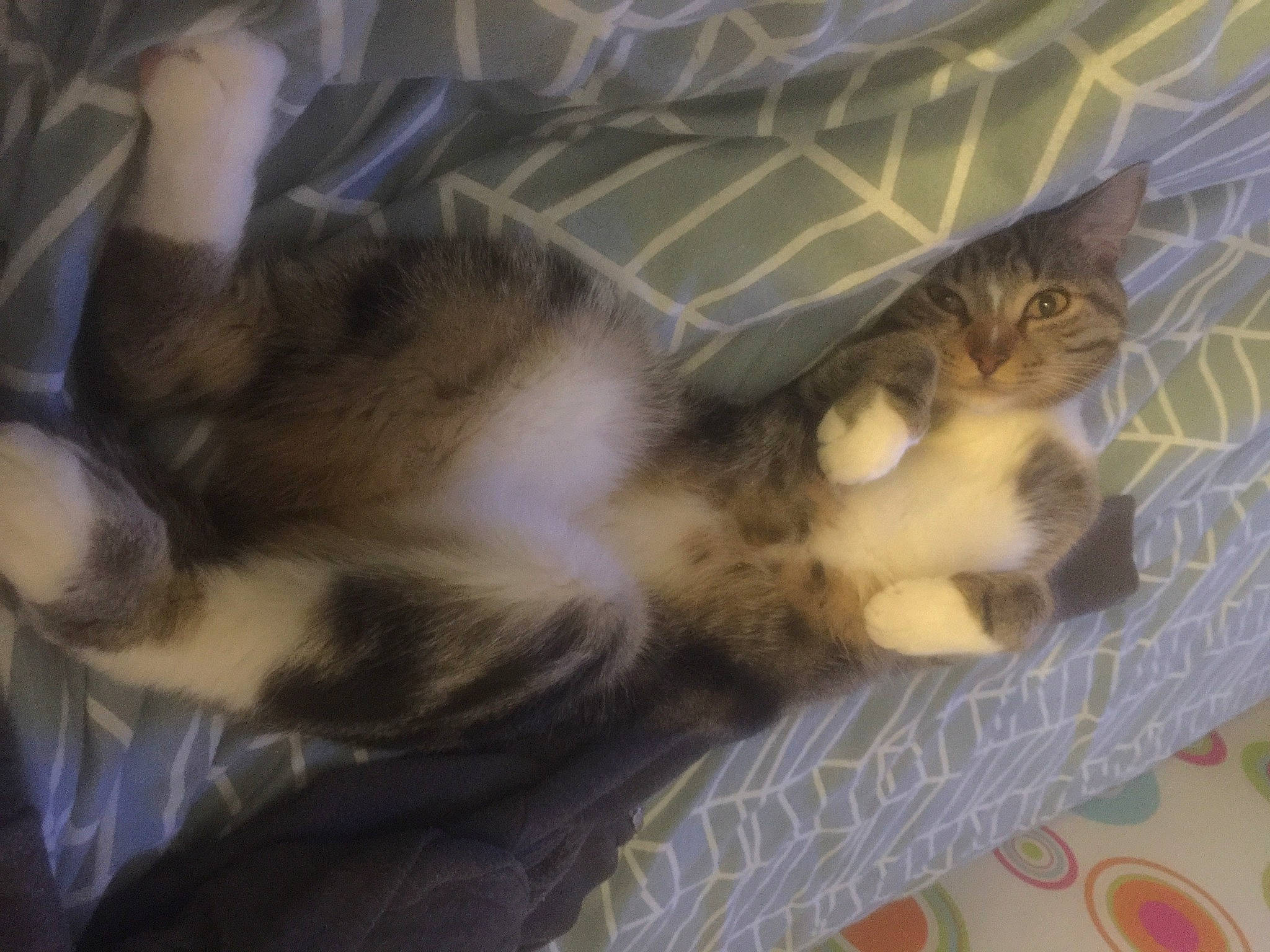 Banjo participe au concours pour gagner de l'argent avec cette photo : carnivore, cat, domestic_long_haired_cat, european_shorthair, fawn, felidae, fur, kitten, maine_coon, norwegian_forest_cat, polydactyl_cat, small_to_medium_sized_cats, tabby_cat, tail, whiskers