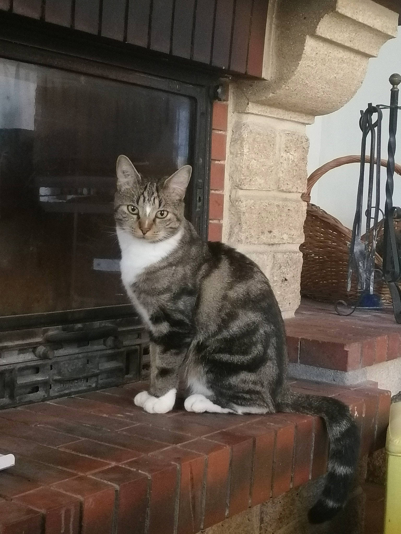 Banjo a rejoint le concours — aidez-le/la à gagner de superbes lots ! aegean_cat, american_shorthair, american_wirehair, asian, carnivore, cat, domestic_short_haired_cat, dragon_li, egyptian_mau, european_shorthair, felidae, mammal, polydactyl_cat, small_to_medium_sized_cats, snout, sokoke, tabby_cat, tail, whiskers, wood