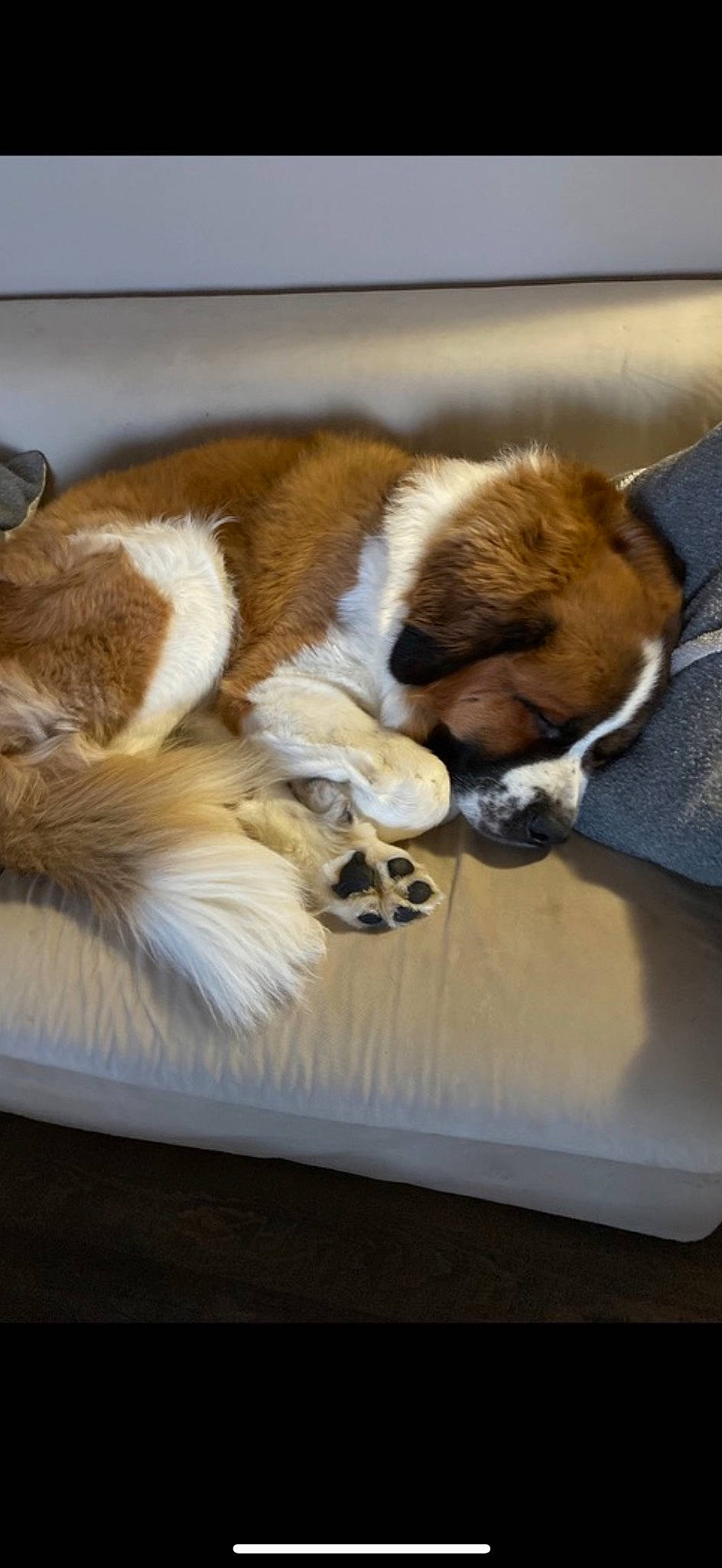 Buddy joined the competition — help win amazing prizes! bored, canidae, carnivore, claw, comfort, companion_dog, dog, dog_breed, fawn, felidae, flooring, fur, nap, paw, small_to_medium_sized_cats, snout, sporting_group, tail, terrestrial_animal, whiskers