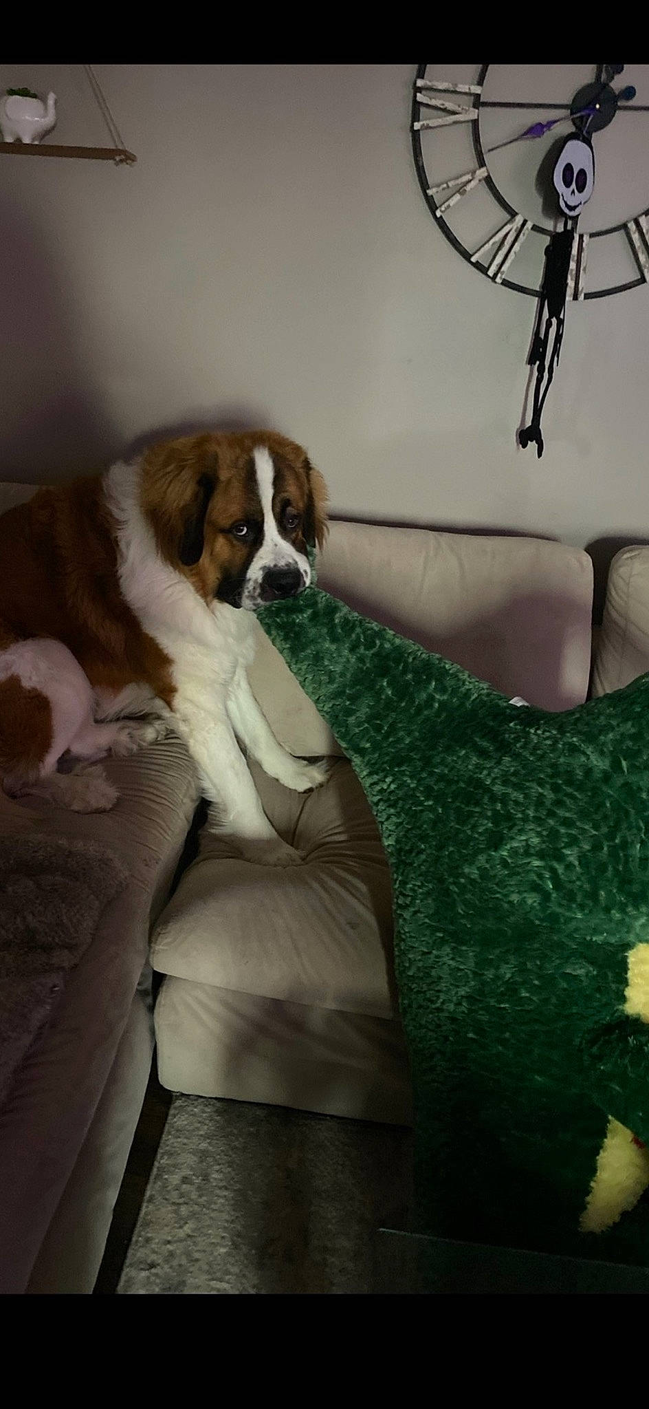 Buddy is registered to the contest to win money with this photo: canidae, carnivore, comfort, companion_dog, couch, dog, dog_breed, fashion_accessory, fawn, fur, human_leg, jewellery, linens, room, sitting, sleeve, sporting_group, tail, thigh, toy_dog