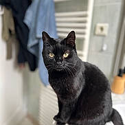Nyx a rejoint le concours — aidez-le/la à gagner de superbes lots ! cat, black_cat, pet, animal, indoors, marble_countertop, bathroom, yellow_eyes, fur, whiskers, sitting, feline, domestic_cat, portrait, looking, curious, soft_light, blurred_background, tile_floor, household