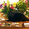 Nyx participe au concours pour gagner de l'argent avec cette photo : black_cat, cat, flowers, bouquet, wooden_table, green_leaves, pink_flowers, yellow_flowers, purple_flowers, white_flowers, indoor, natural_light, plant_pot, table, home_interior, pet, floral_arrangement, leafy_plants, relaxed, animal
