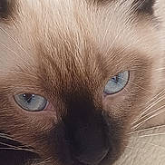 Solo participe au concours pour gagner de l'argent avec cette photo : animal, animal_portrait, blue_eyes, cat, close_up, closeup, cute, domestic_cat, eyes, face, feline, fur, mammal, pet, portrait, relaxed, siamese_cat, soft_texture, whisker, whiskers