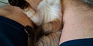 Solo participe au concours pour gagner de l'argent avec cette photo : casual, cat, closeup, comfort, domestic_animal, fur, human, indoor, kitten, legs, paw, person, relaxing, resting, shorts, siamese, sleeping, tail, tile_floor, whiskers