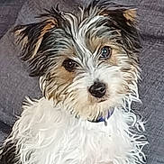 Zander participe au concours pour gagner de l'argent avec cette photo : animal, brown, closeup, collar, companion, curious, cute, dog, ears, expression, face, fluffy, fur, indoor, pet, portrait, scruffy, sitting, whiskers, white