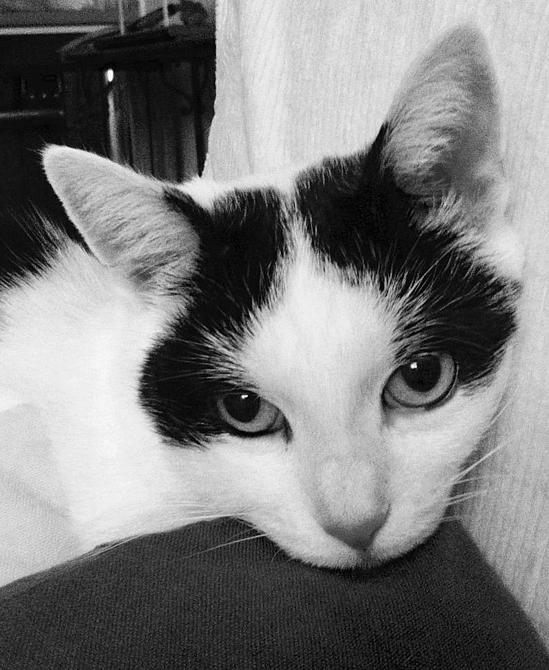 Gatsby participe au concours pour gagner de l'argent avec cette photo : black, black_and_white, carnivore, cat, cloud, comfort, domestic_short_haired_cat, felidae, fur, iris, monochrome, monochrome_photography, paw, photography, small_to_medium_sized_cats, snout, style, whiskers