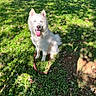Finn is registered to the contest to win money with this photo: dog, husky, white_dog, fluffy, blue_eyes, sitting, tongue_out, panting, pet, leash, backyard, grass, outdoor, sunlight, shadows, fallen_leaves, chain_link_fence, garden, animal_portrait, happy
