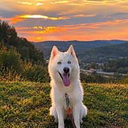 Finn is registered to the contest to win money with this photo: dog, siberian_husky, white_fur, blue_eyes, sitting, tongue_out, leash, collar, outdoor, hillside, sunset, golden_hour, clouds, mountains, valley, landscape, nature, portrait, fluffy, grass