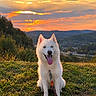 dog, siberian_husky, white_fur, blue_eyes, sitting, tongue_out, leash, collar, outdoor, hillside, sunset, golden_hour, clouds, mountains, valley, landscape, nature, portrait, fluffy, grass