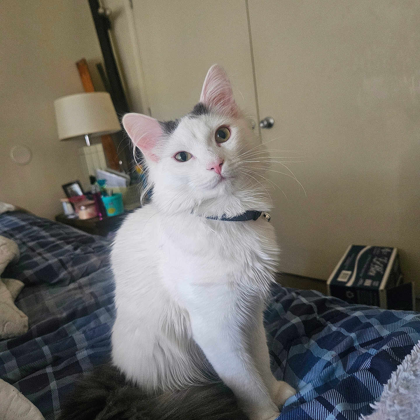 Ash is registered to the contest to win money with this photo: animal, bed, blanket, cat, collar, cozy, curious, cute, domestic_animal, feline, fluffy, fur, indoor, pet, plaid, resting, room, tail, whiskers, white_cat