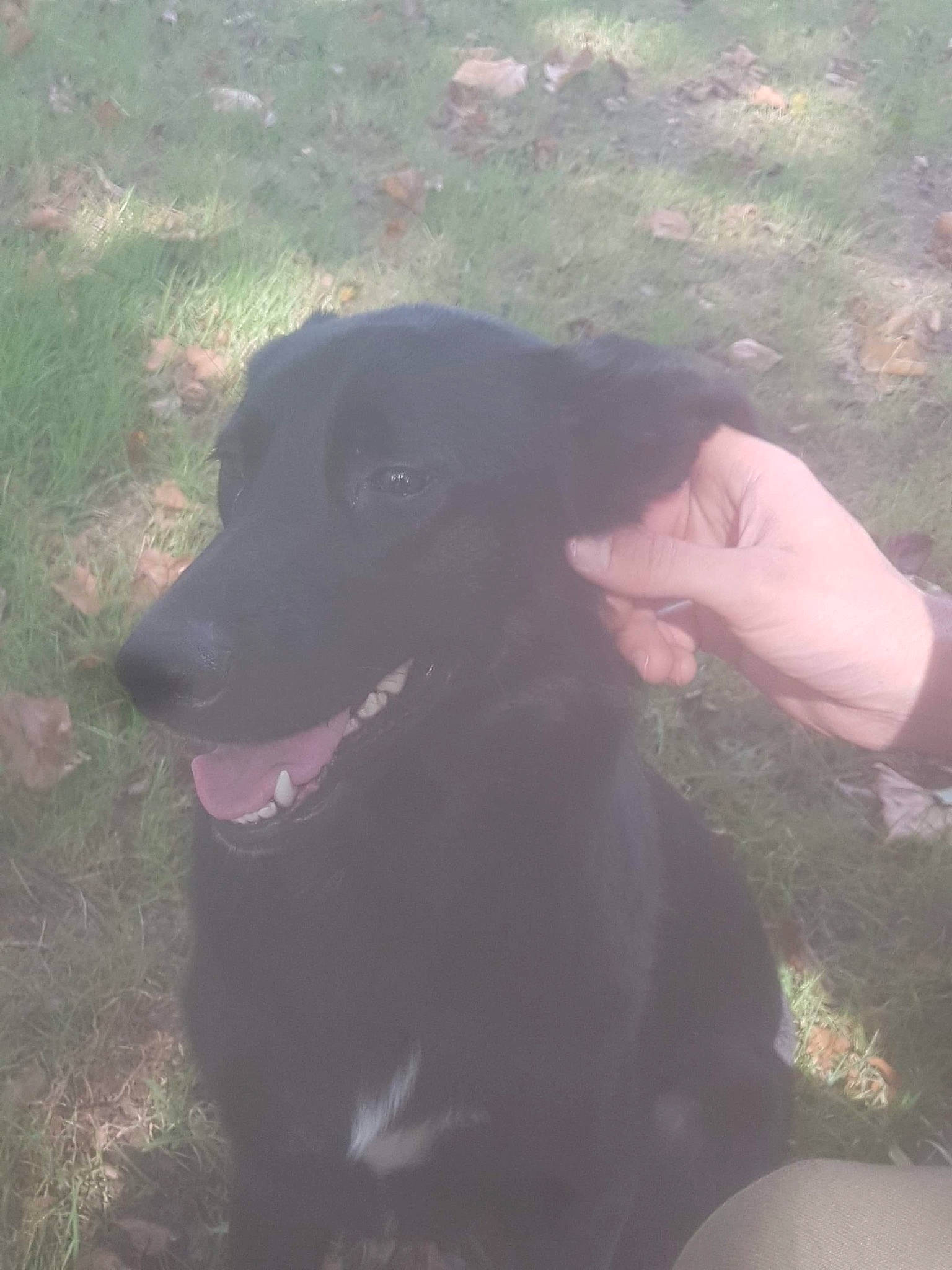 Canelle a rejoint le concours — aidez-le/la à gagner de superbes lots ! borador, canidae, carnivore, companion_dog, dog, dog_breed, dog_collar, fur, grass, guard_dog, gun_dog, hunting_dog, plant, sporting_group, tints_and_shades, working_animal, working_dog