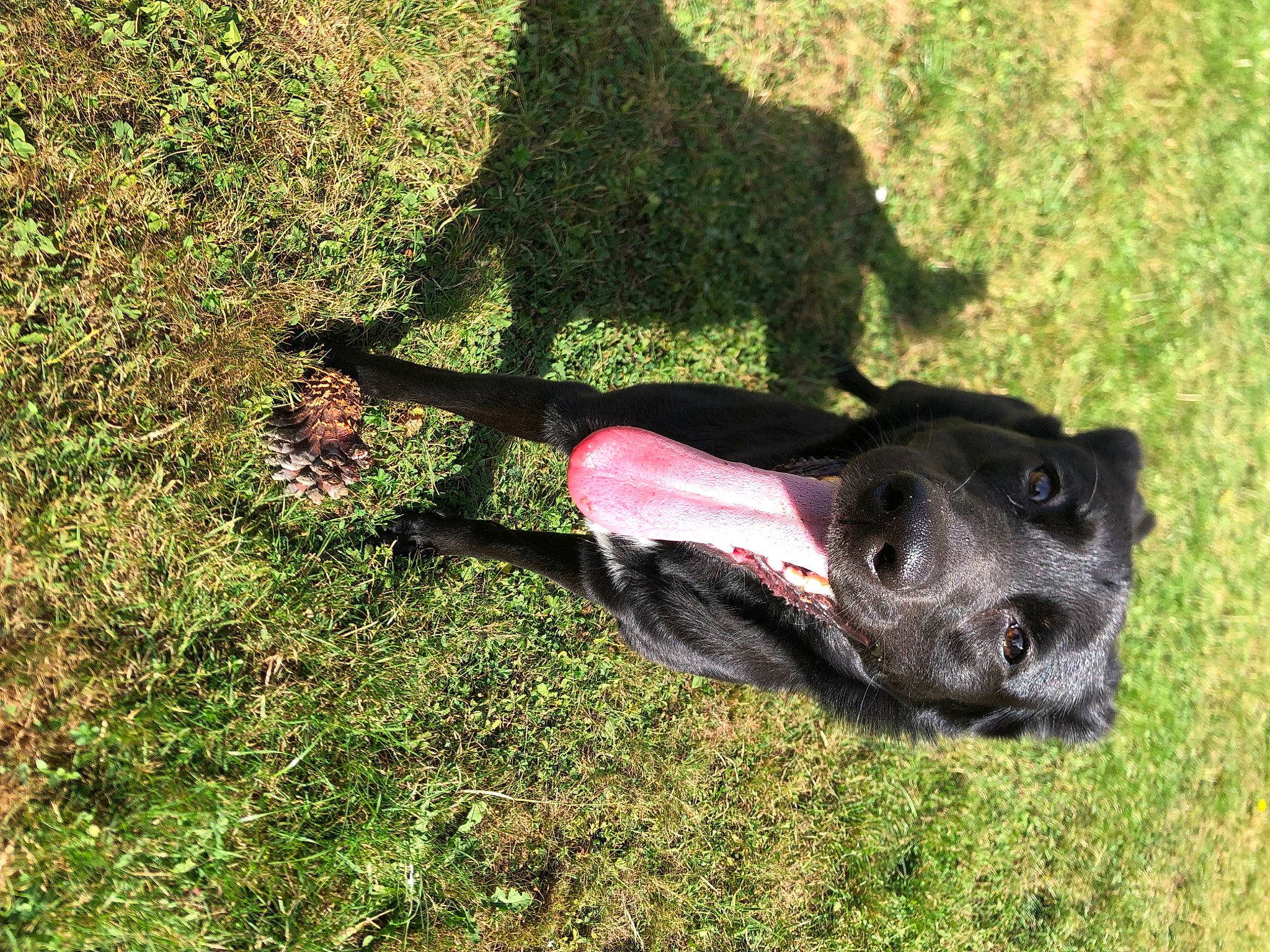 Canelle participe au concours pour gagner de l'argent avec cette photo : canidae, carnivore, companion_dog, dog, dog_breed, fawn, grass, grassland, groundcover, guard_dog, hunting_dog, leash, non_sporting_group, pasture, soil, sporting_group, tail, terrestrial_animal, working_animal, working_dog