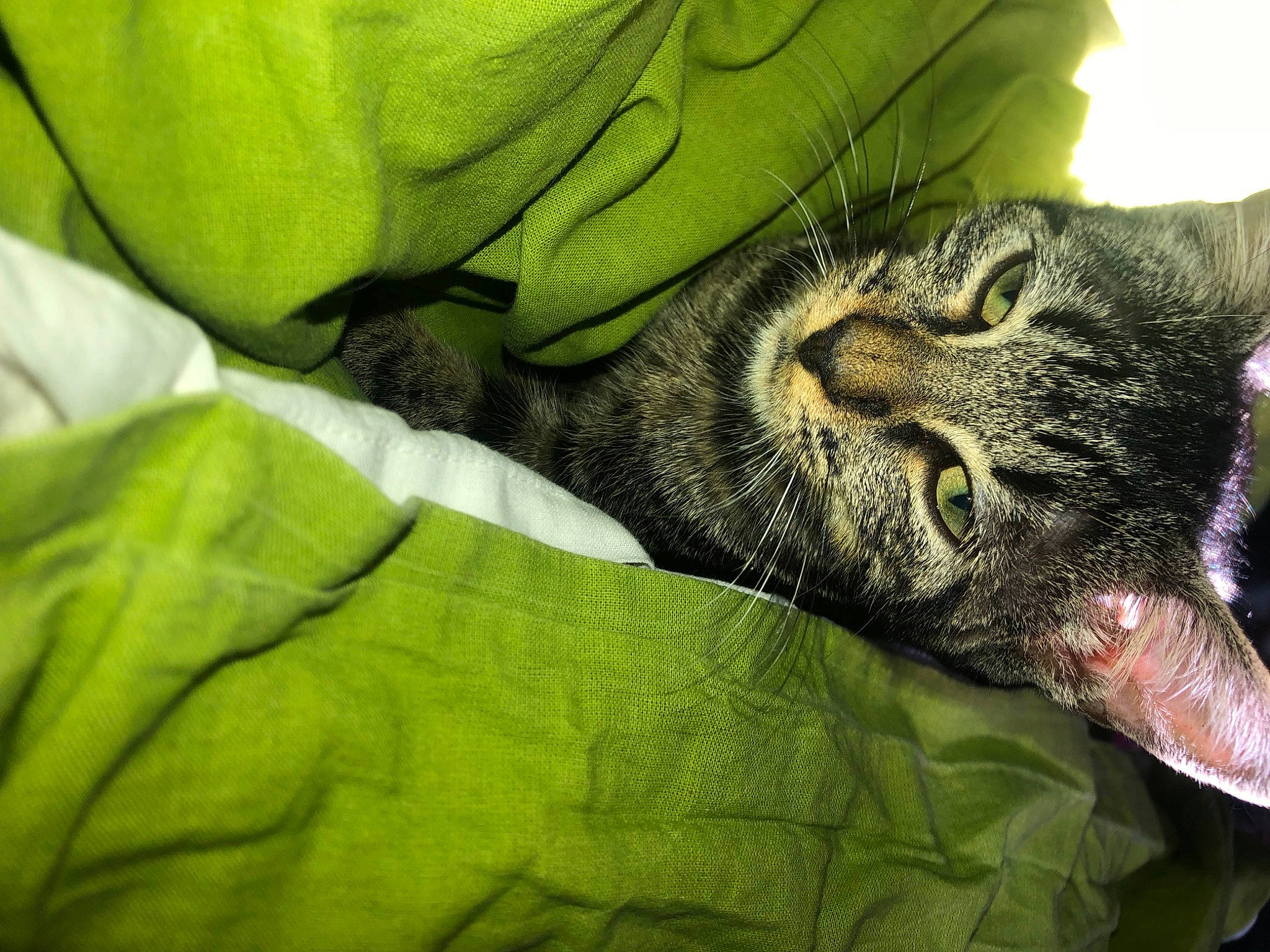 Mike Tayson participe au concours pour gagner de l'argent avec cette photo : carnivore, cat, claw, close_up, comfort, domestic_short_haired_cat, felidae, fur, grass, grey, linens, nap, sleep, small_to_medium_sized_cats, snout, terrestrial_animal, whiskers