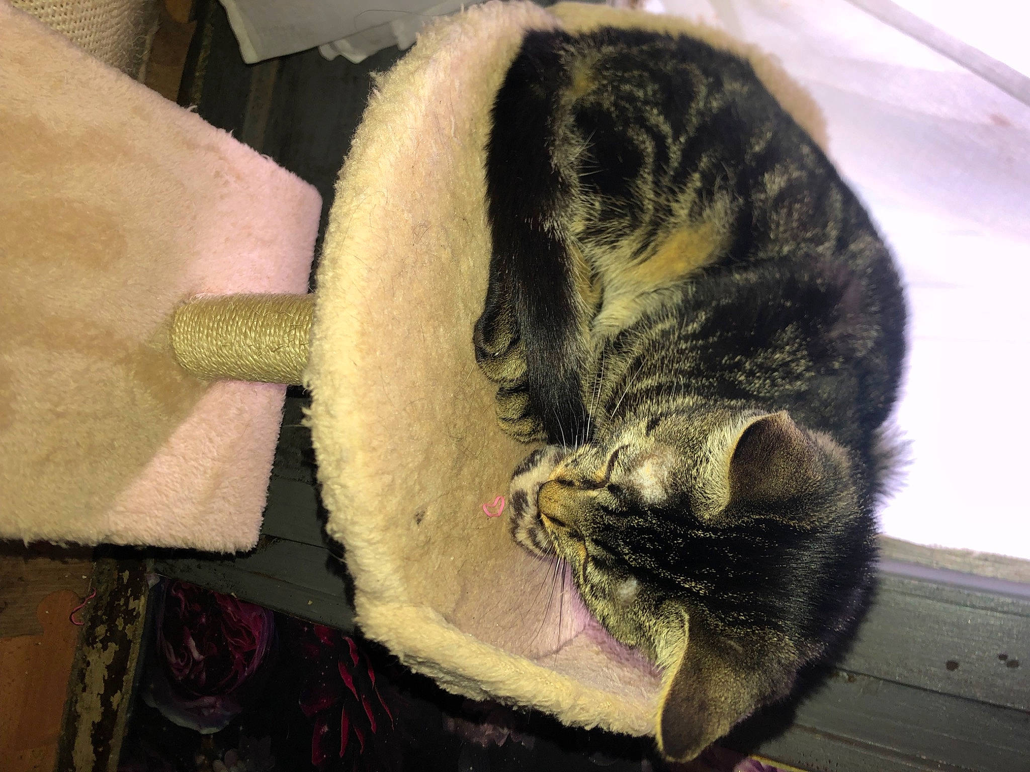 Mike Tayson a rejoint le concours — aidez-le/la à gagner de superbes lots ! canidae, carnivore, cat, claw, comfort, domestic_short_haired_cat, ear, eye, felidae, fur, leg, nap, paw, sleep, small_to_medium_sized_cats, snout, tail, terrestrial_animal, whiskers