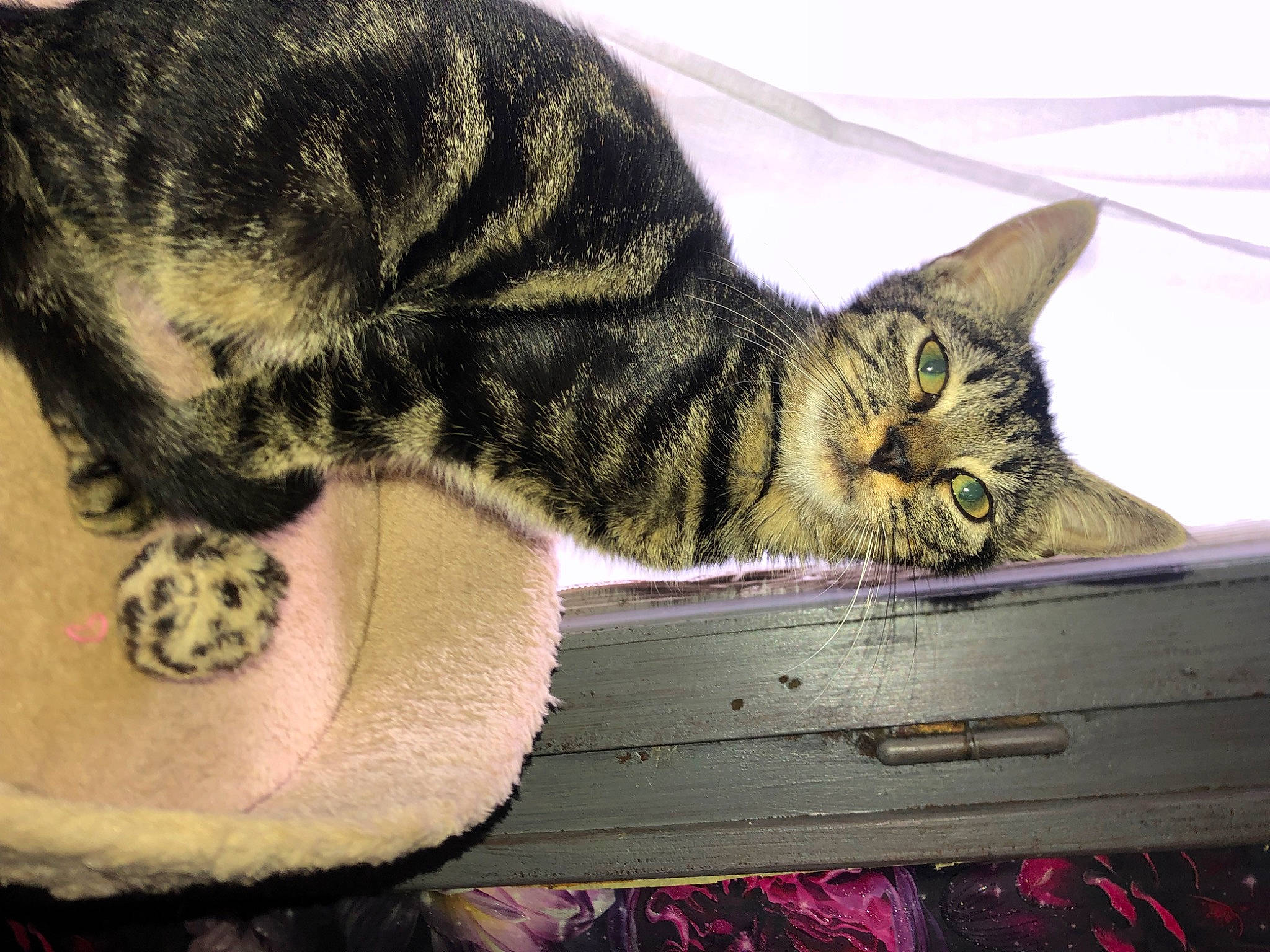 Mike Tayson participe au concours pour gagner de l'argent avec cette photo : carnivore, cat, claw, comfort, domestic_short_haired_cat, eye, felidae, fur, nap, paw, sitting, sleep, small_to_medium_sized_cats, snout, tail, terrestrial_animal, whiskers, window