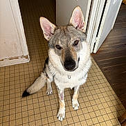 Atlas a rejoint le concours — aidez-le/la à gagner de superbes lots ! dog, pet, indoor, floor, tile_floor, door, wood_floor, animal, sitting, looking_up, ears_up, curious, canine, fur, companion, domestic, house, waiting, brown_eyes, medium_size