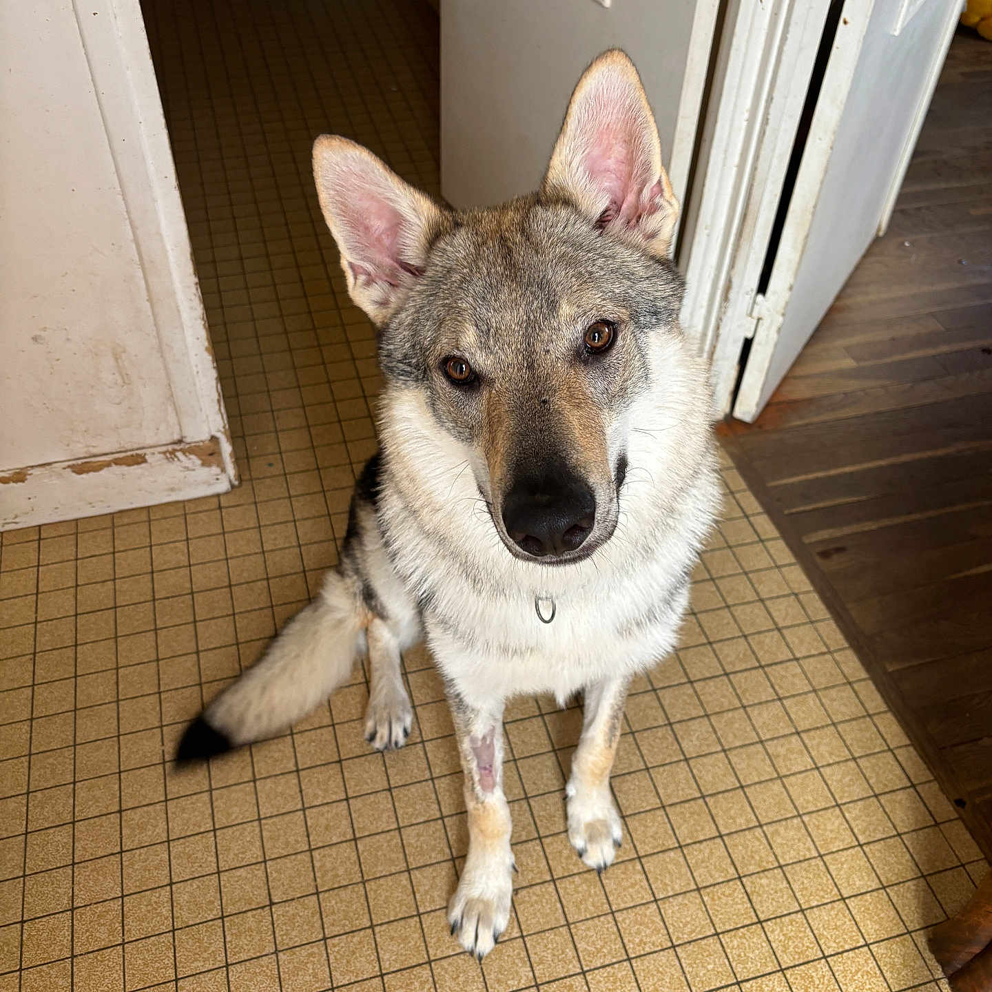 Atlas a rejoint le concours — aidez-le/la à gagner de superbes lots ! dog, pet, indoor, floor, tile_floor, door, wood_floor, animal, sitting, looking_up, ears_up, curious, canine, fur, companion, domestic, house, waiting, brown_eyes, medium_size