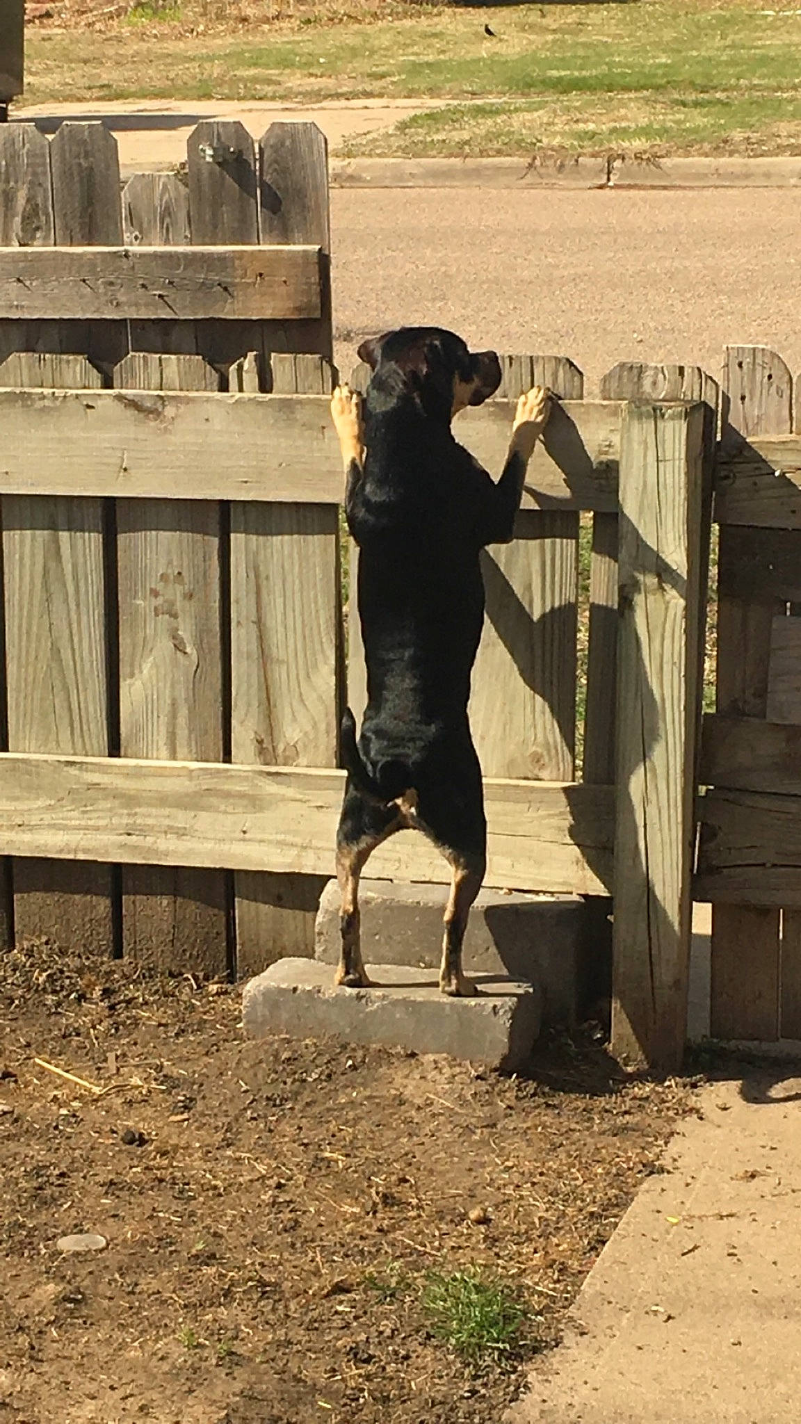 Kaudlack is registered to the contest to win money with this photo: bovine, canidae, carnivore, dairy_cow, dog, dog_breed, fawn, fence, landscape, livestock, ranch, shadow, snout, soil, sporting_group, tints_and_shades, tree, wildlife, wood, working_animal