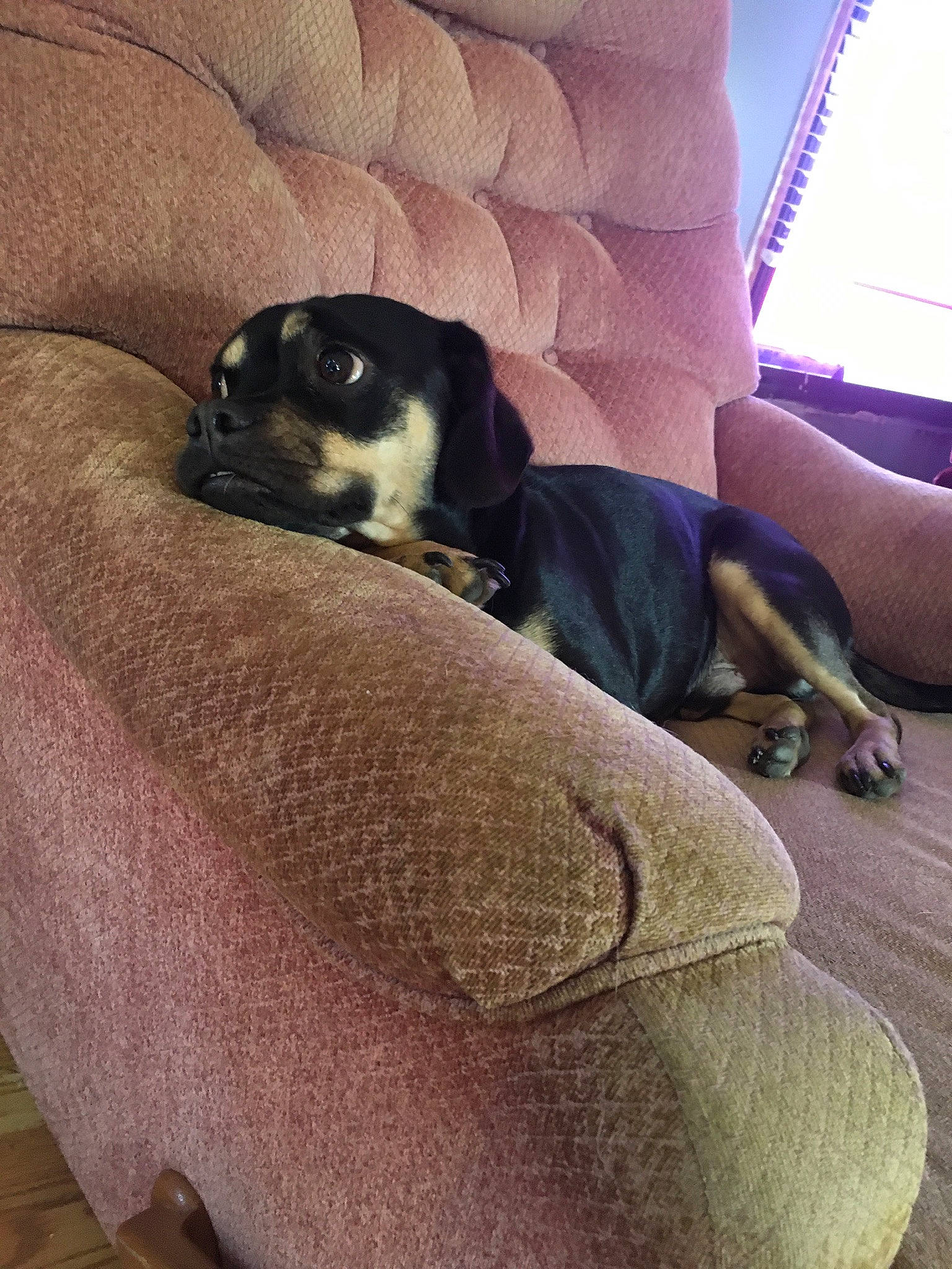 Kaudlack joined the competition — help win amazing prizes! bored, carnivore, cat, comfort, companion_dog, couch, dog, dog_breed, fawn, felidae, flooring, fur, hardwood, linens, room, small_to_medium_sized_cats, tail, tints_and_shades, whiskers, working_animal