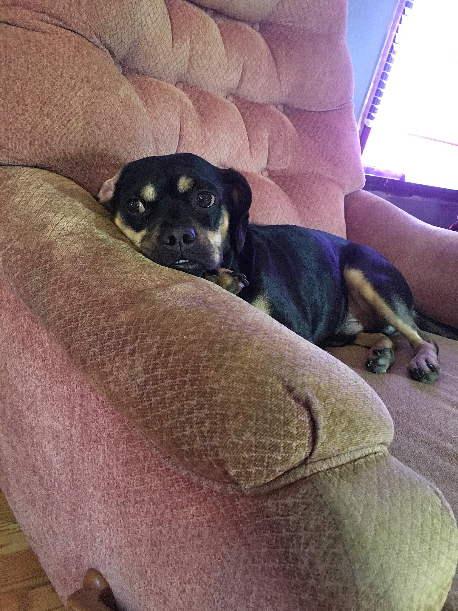 Kaudlack is registered to the contest to win money with this photo: bored, canidae, carnivore, comfort, companion_dog, couch, dog, dog_breed, fawn, fur, grey, guard_dog, purple, snout, terrestrial_animal, tints_and_shades, toy_dog, window, working_animal, working_dog