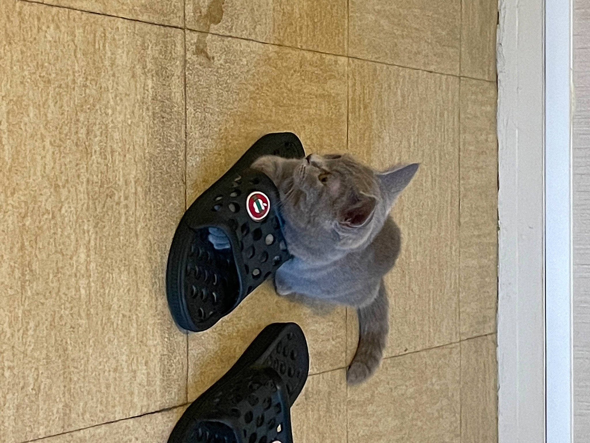 Uta participe au concours pour gagner de l'argent avec cette photo : art, auto_part, bicycle_part, carmine, carnivore, concrete, domestic_short_haired_cat, felidae, flooring, foot, grey, hardwood, outdoor_shoe, personal_protective_equipment, snout, tail, visual_arts, walking_shoe, whiskers, wood