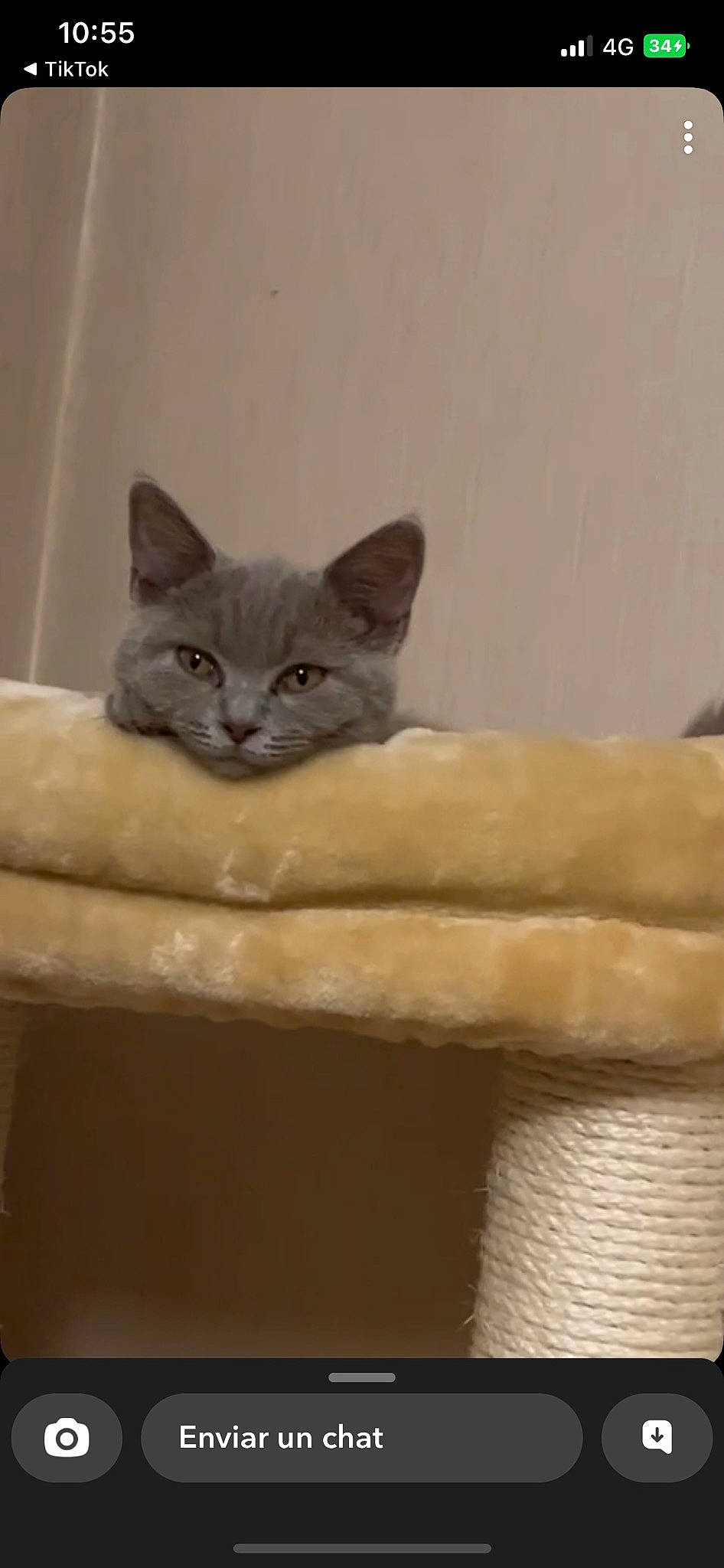 Uta a rejoint le concours — aidez-le/la à gagner de superbes lots ! bed, carnivore, cat, cat_bed, cat_supply, comfort, domestic_short_haired_cat, fawn, felidae, fur, grey, room, small_to_medium_sized_cats, snout, tail, whiskers, window, wood