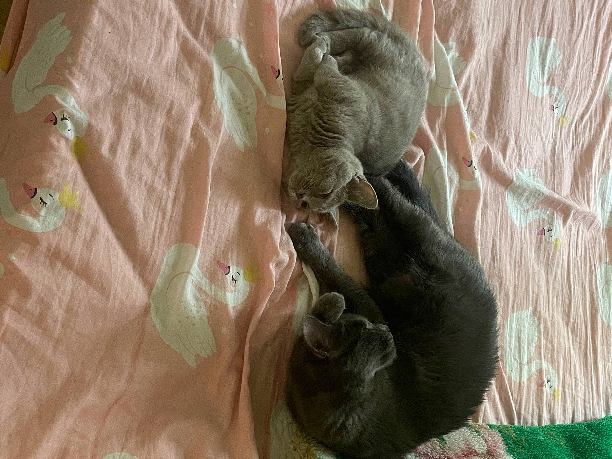 Uta a rejoint le concours — aidez-le/la à gagner de superbes lots ! claw, comfort, fawn, felidae, foot, fur, organism, paw, peach, recreation, snout, tail, terrestrial_animal, whiskers, wildlife, wood, wrinkle