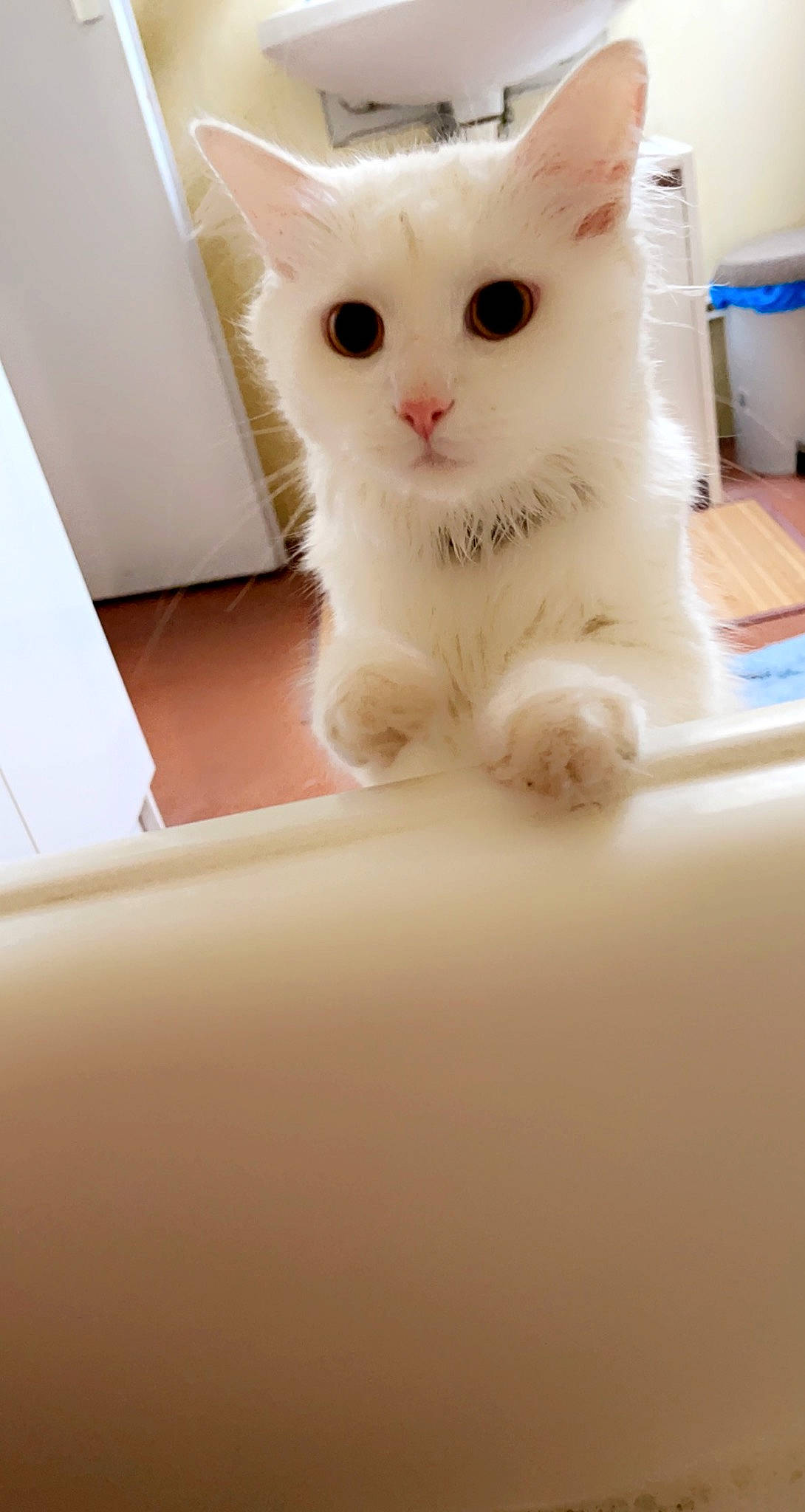 Noopy participe au concours pour gagner de l'argent avec cette photo : carnivore, cat, domestic_short_haired_cat, fawn, felidae, fur, paw, small_to_medium_sized_cats, snout, tail, whiskers