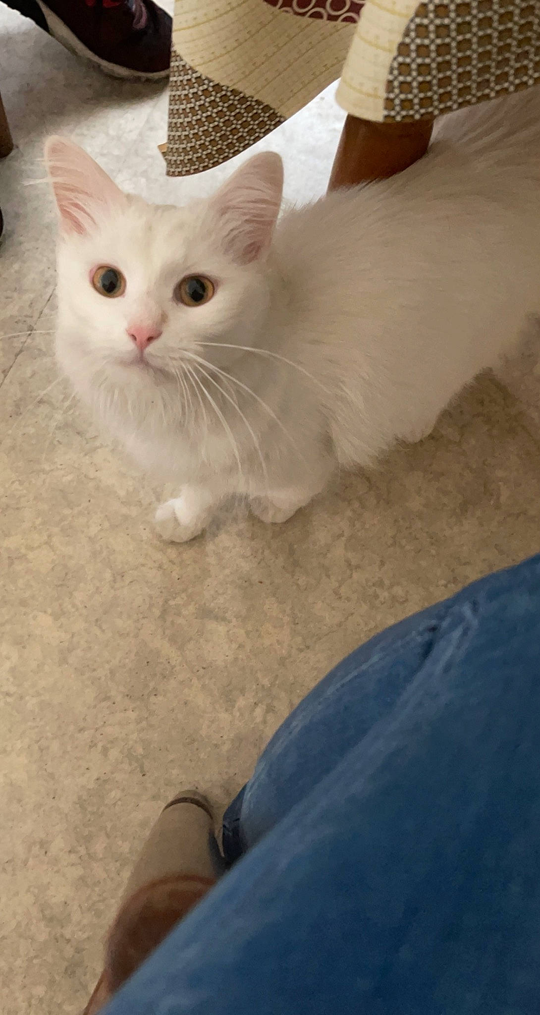 Noopy a rejoint le concours — aidez-le/la à gagner de superbes lots ! carnivore, cat, comfort, denim, domestic_short_haired_cat, felidae, flooring, foot, fur, paw, sandal, small_to_medium_sized_cats, snout, tail, terrestrial_animal, whiskers