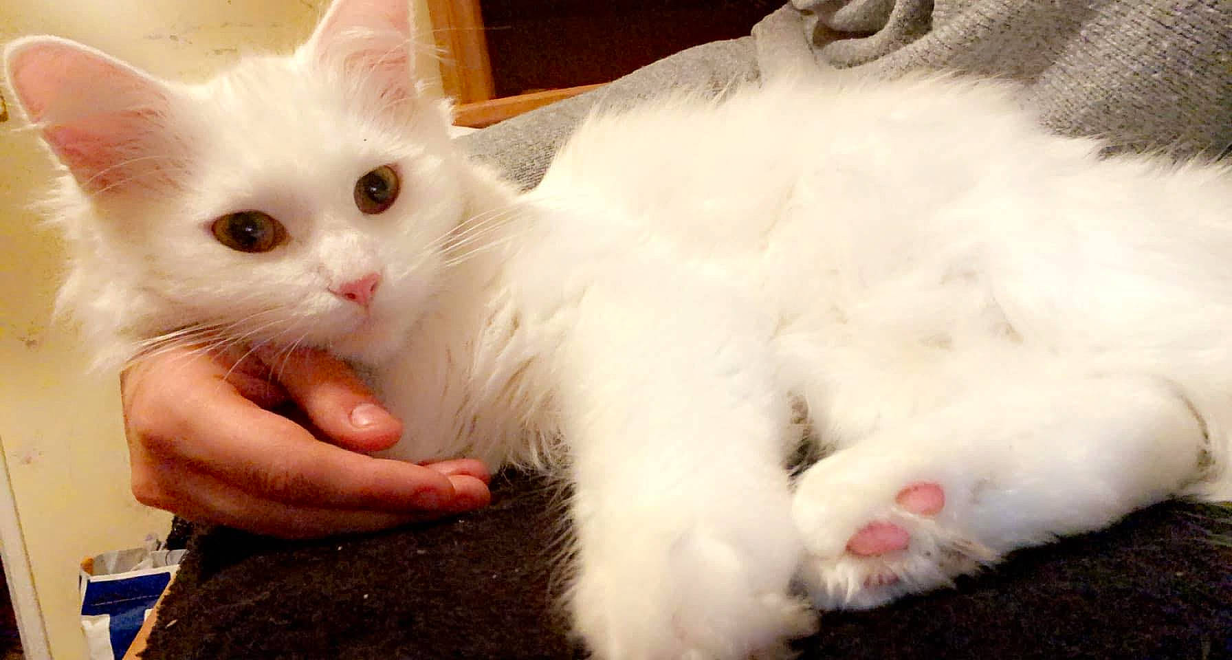 Noopy participe au concours pour gagner de l'argent avec cette photo : carnivore, cat, claw, comfort, domestic_short_haired_cat, ear, eye, fawn, felidae, foot, fur, gesture, head, iris, nail, paw, small_to_medium_sized_cats, snout, tail, whiskers