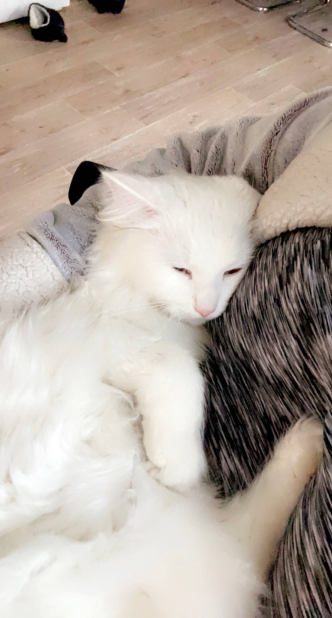 Noopy a rejoint le concours — aidez-le/la à gagner de superbes lots ! carnivore, cat, claw, comfort, domestic_short_haired_cat, fawn, felidae, fur, gesture, paw, small_to_medium_sized_cats, snout, tail, terrestrial_animal, whiskers