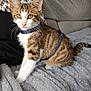 Tigrou a rejoint le concours — aidez-le/la à gagner de superbes lots ! kitten, tabby, cat, pet, indoor, feline, harness, curious, sitting, blanket, couch, pillow, fur, whiskers, ears, eyes, tail, soft, cozy, domestic