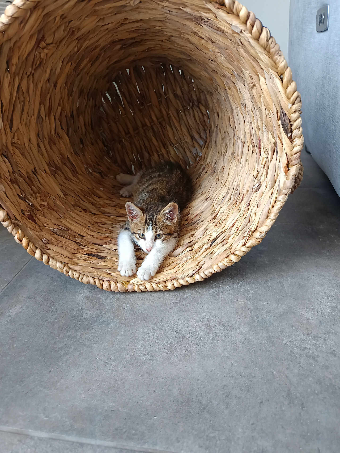 Tigrou