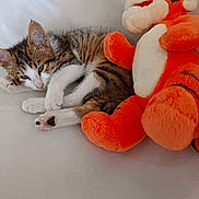 Tigrou participe au concours pour gagner de l'argent avec cette photo : kitten, cat, tabby, sleeping, plush_toy, tiger, orange, white_background, soft, cute, pet, animal, feline, cozy, resting, indoor, fur, paw, toy, lying_down