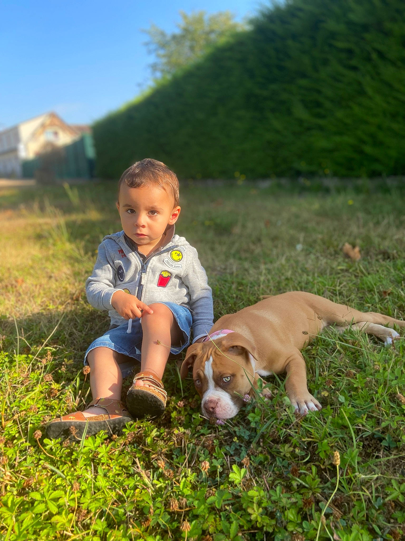 Saphir participe au concours pour gagner de l'argent avec cette photo : carnivore, child, companion_dog, dog, dog_breed, fawn, grass, grassland, happy, landscape, leisure, meadow, pasture, people_in_nature, plant, play, shoe, sitting, sky, toddler