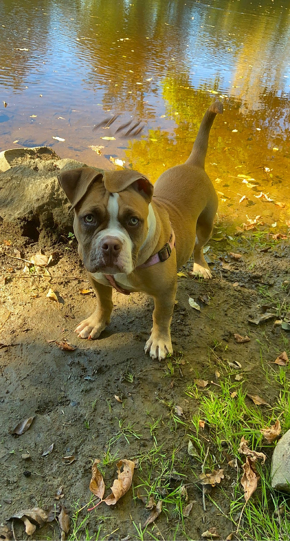 Saphir a rejoint le concours — aidez-le/la à gagner de superbes lots ! adventure, ball, bulldog, canidae, carnivore, companion_dog, dog, dog_breed, fawn, grass, lake, molosser, plant, snout, soil, sporting_group, tail, tree, water, working_animal