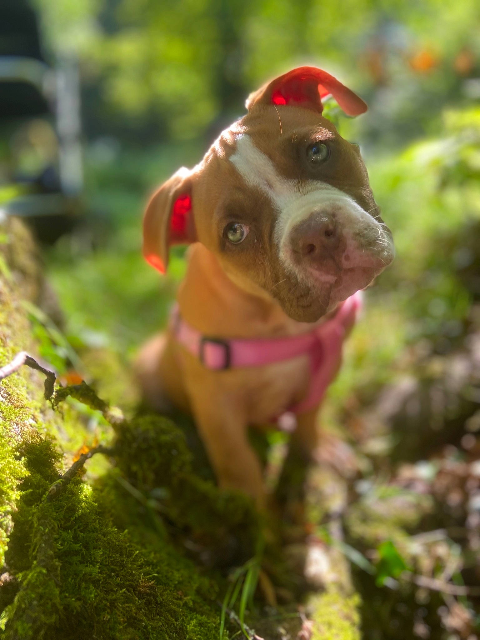 Saphir participe au concours pour gagner de l'argent avec cette photo : canidae, carnivore, collar, companion_dog, dog, dog_breed, dog_collar, eye, flower, grass, groundcover, liver, natural_environment, plant, sporting_group, terrestrial_animal, terrestrial_plant, tree, whiskers, working_animal