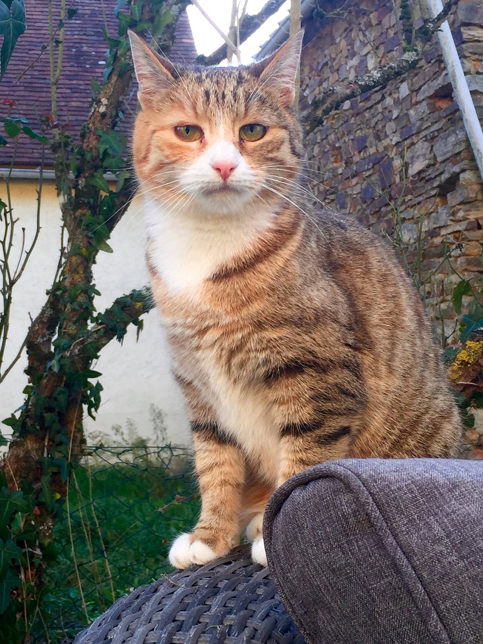 Dahima participe au concours pour gagner de l'argent avec cette photo : carnivore, cat, domestic_short_haired_cat, fawn, felidae, fur, grass, paw, plant, sitting, small_to_medium_sized_cats, snout, tail, terrestrial_animal, tree, trunk, twig, whiskers, wildlife, wood