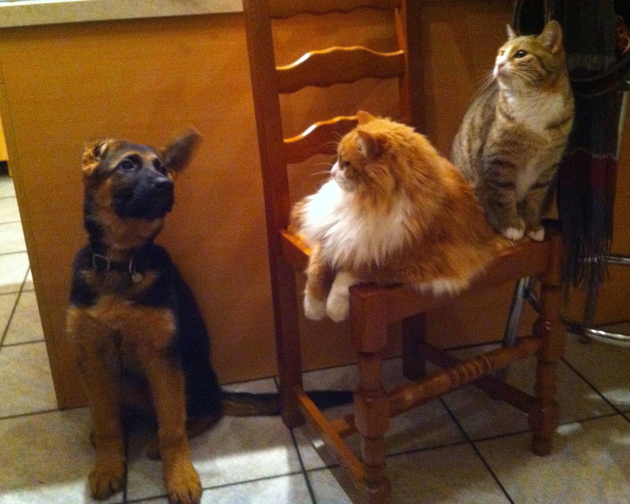 Dahima participe au concours pour gagner de l'argent avec cette photo : ancient_dog_breeds, canidae, carnivore, cat, chair, companion_dog, dog_breed, fawn, felidae, flooring, fur, hardwood, small_to_medium_sized_cats, sporting_group, tail, terrestrial_animal, toy_dog, whiskers, wood, working_animal