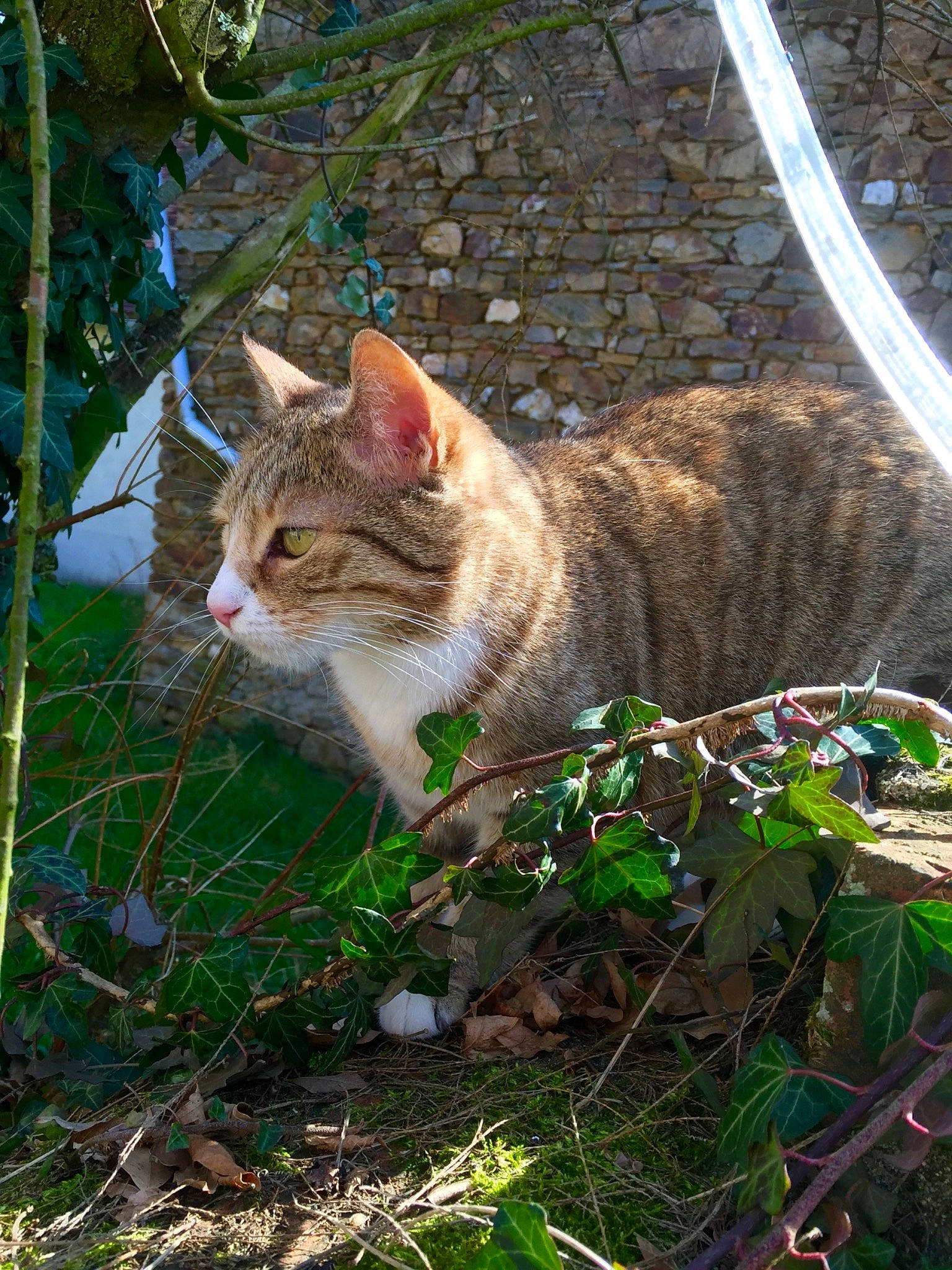 Dahima a rejoint le concours — aidez-le/la à gagner de superbes lots ! botany, carnivore, cat, domestic_short_haired_cat, fawn, felidae, fur, grass, groundcover, leaf, organism, plant, small_to_medium_sized_cats, snout, tail, terrestrial_animal, tree, vegetation, whiskers, wood