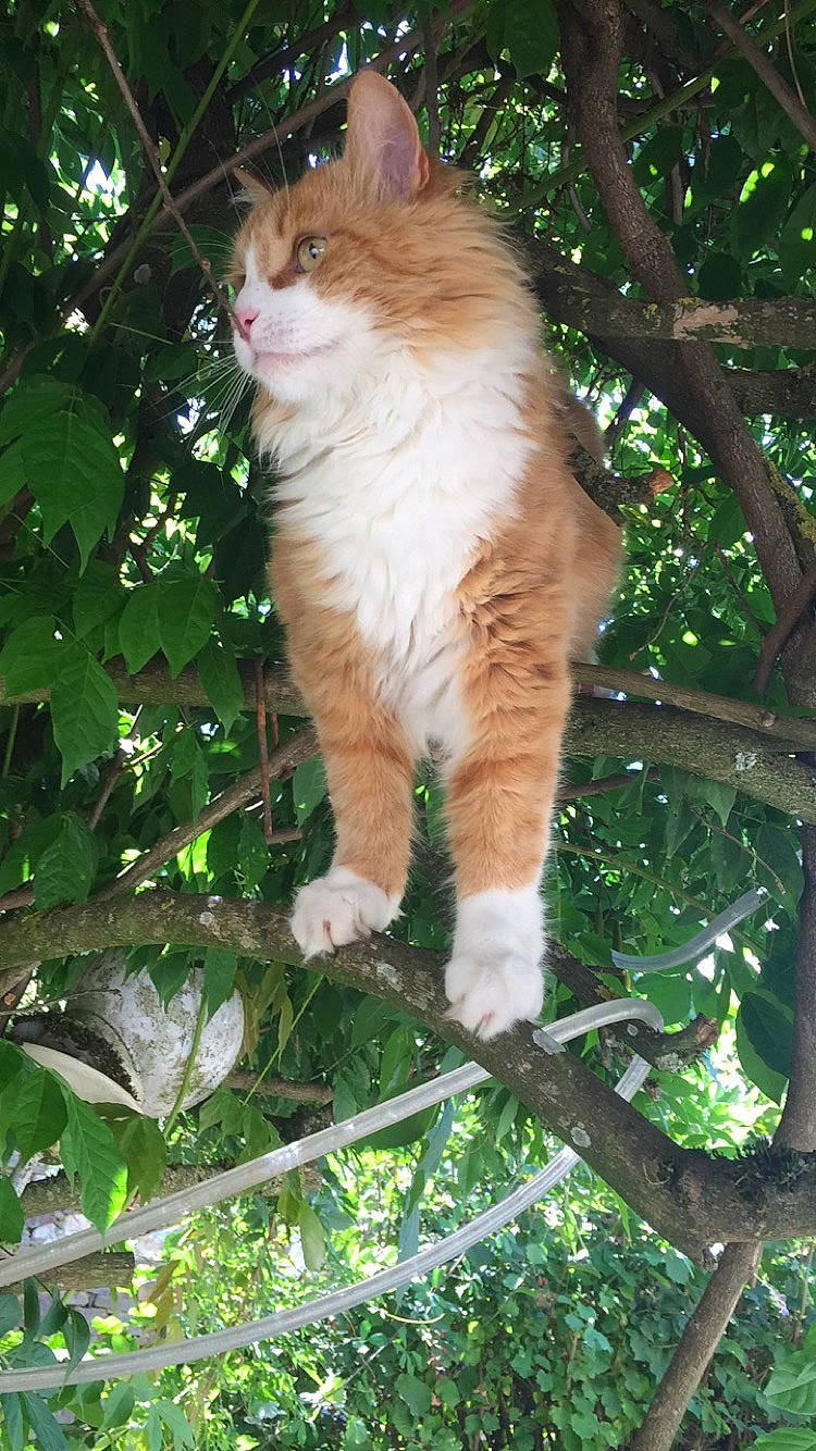 Aloès a rejoint le concours — aidez-le/la à gagner de superbes lots ! branch, carnivore, cat, domestic_short_haired_cat, fawn, felidae, fur, grass, leaf, light, plant, small_to_medium_sized_cats, snout, tail, terrestrial_animal, tree, trunk, twig, whiskers, wood