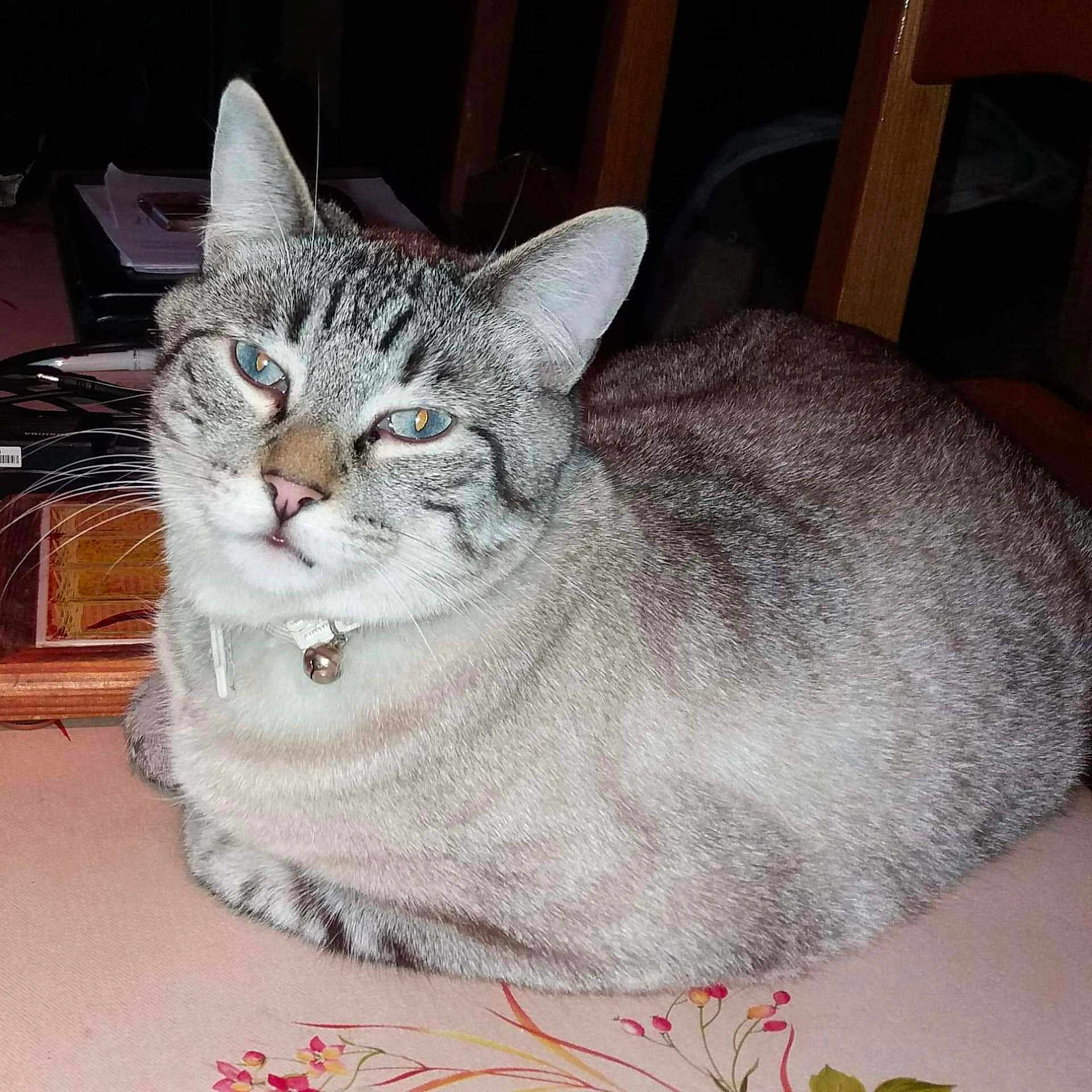 Lulla a rejoint le concours — aidez-le/la à gagner de superbes lots ! abyssinian, accessories, animal, cat, collar, egyptiancat, electronics, furniture, jewelry, kitten, manx, mobilephone, necklace, pen, pet, phone, siamese