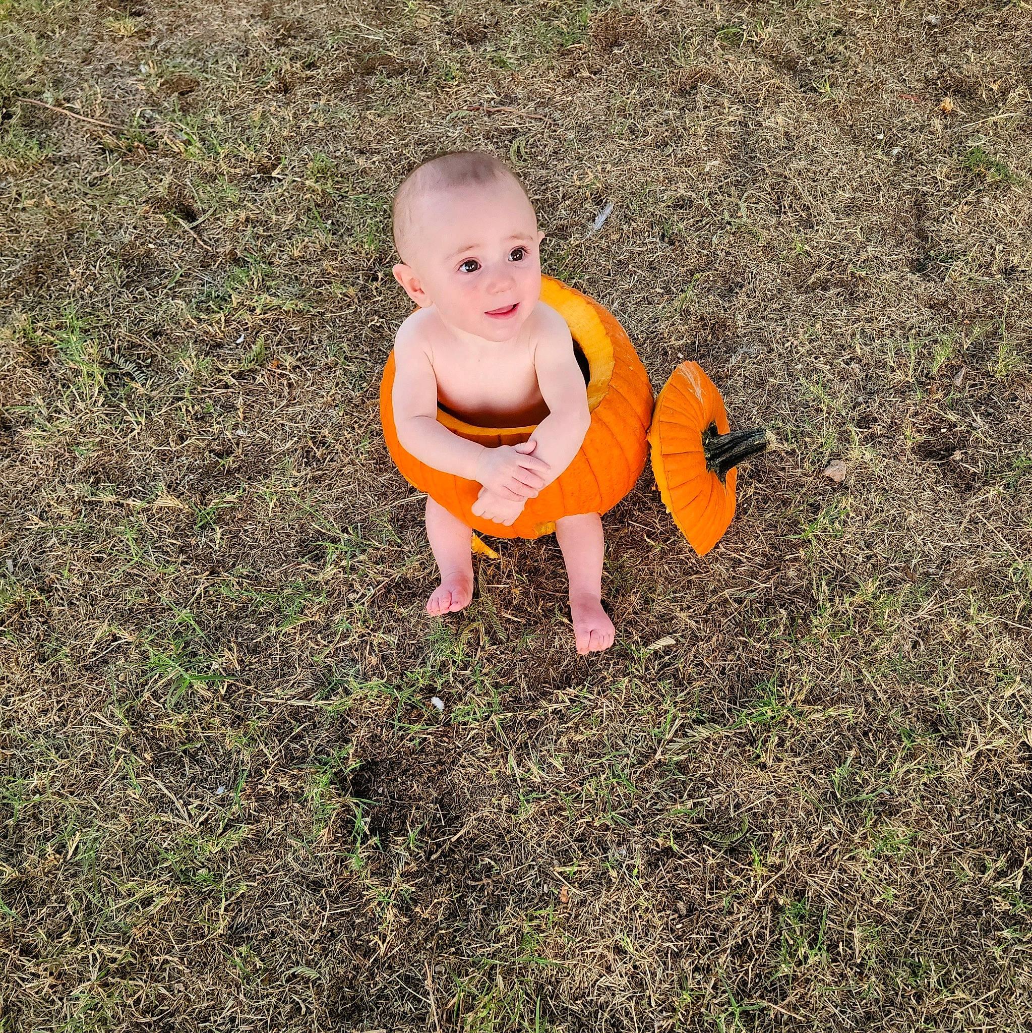 Hunter is registered to the contest to win money with this photo: art, asphalt, baby, calabaza, child, fun, garden, grass, happy, landscape, lawn, lawn_ornament, leisure, people_in_nature, person, pumpkin, recreation, sitting, soil, toddler